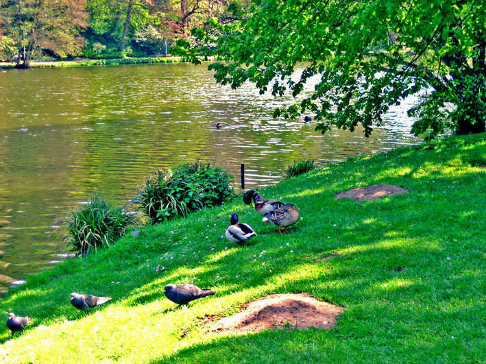 Enten DFG 3