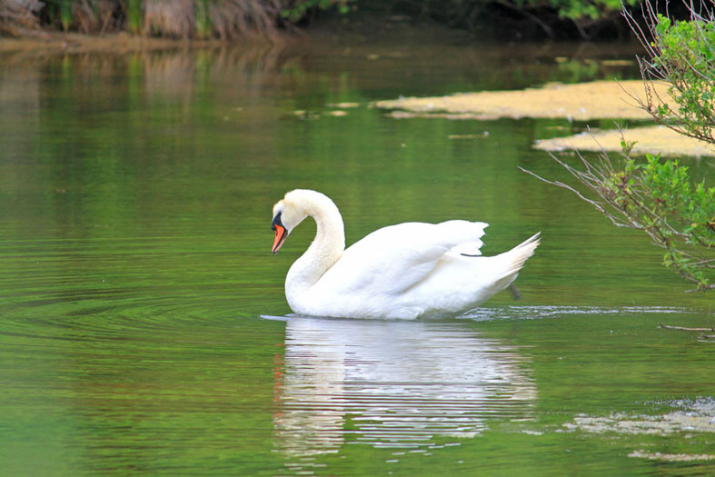 Schwan sskl