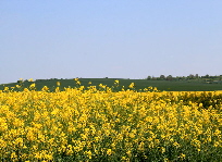 Rapsfeld 7 sskl