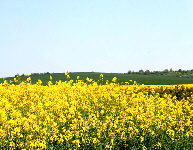 Rapsfeld 7 sskl02
